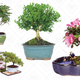 Bonsai Tree Gold Box | Amazon